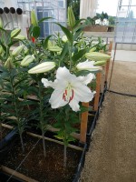 [4255 Avventura No01.JPG]